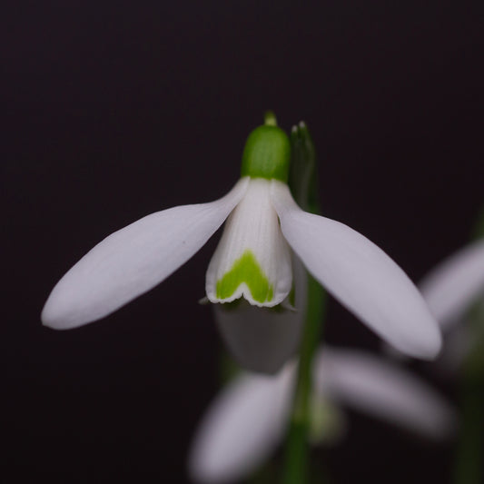 Galanthus reginae-olgae subsp. vernalis 'Christine' snowdrop flower