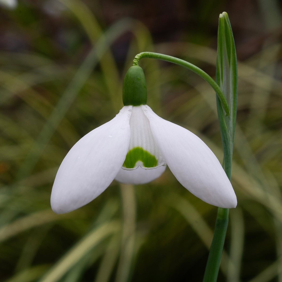Galanthus elwesii 'Cinderdine' snowdrop flower