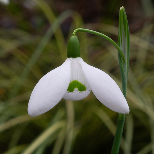Galanthus elwesii 'Cinderdine' snowdrop flower