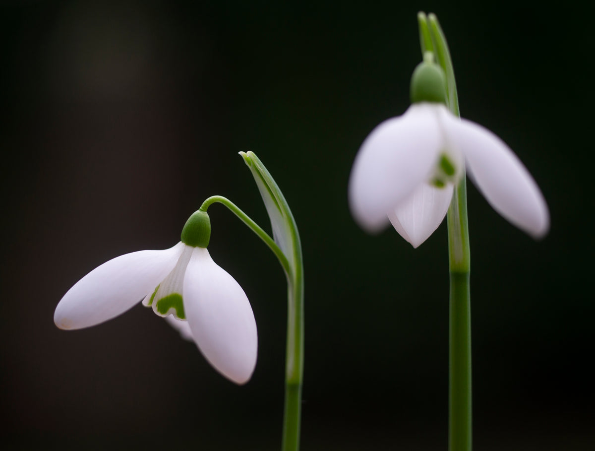 Galanthus elwesii 'Cinderdine' snowdrop – photo 2
