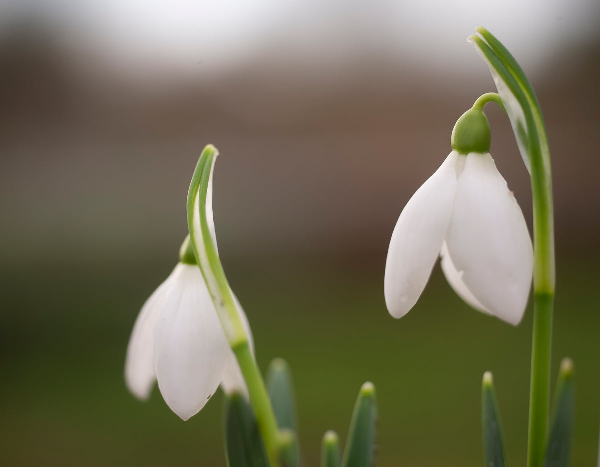 Galanthus elwesii 'Cindy' snowdrop – photo 2