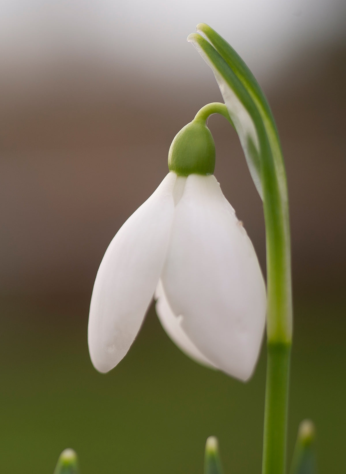 Galanthus elwesii 'Cindy' snowdrop flower