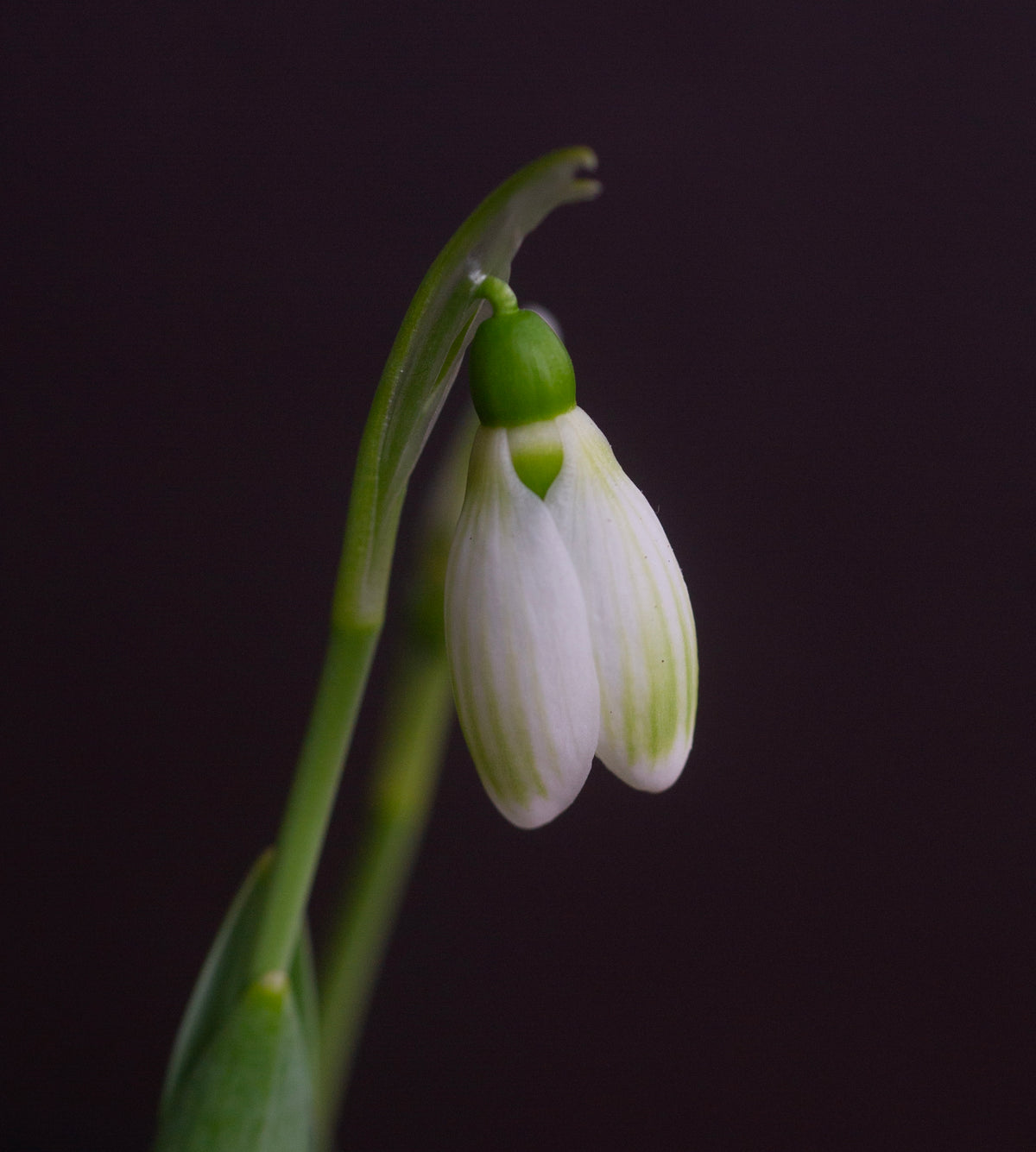 Galanthus elwesii 'Claud Biddulph' snowdrop – photo 2