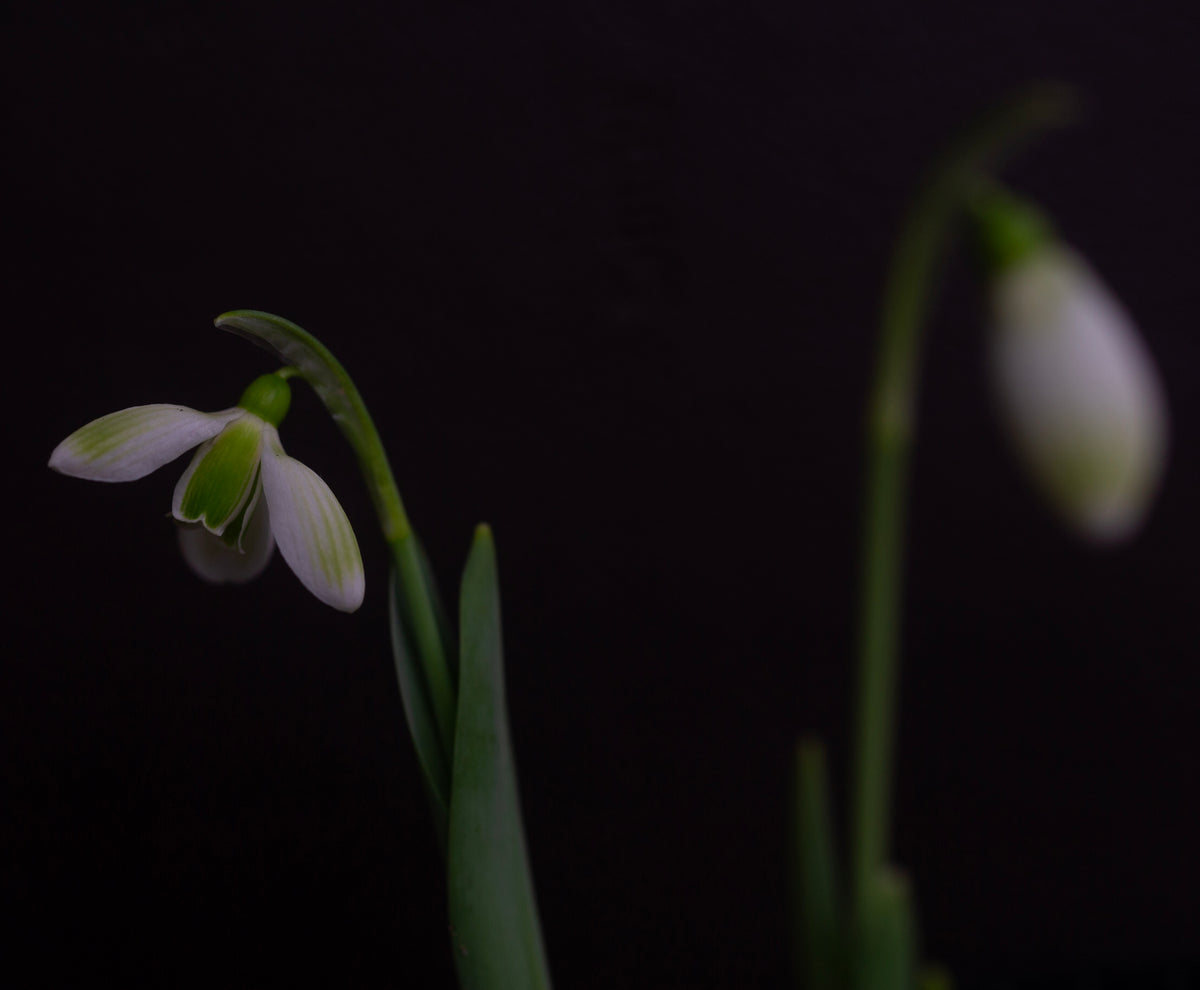 Galanthus elwesii 'Claud Biddulph' snowdrop – photo 4