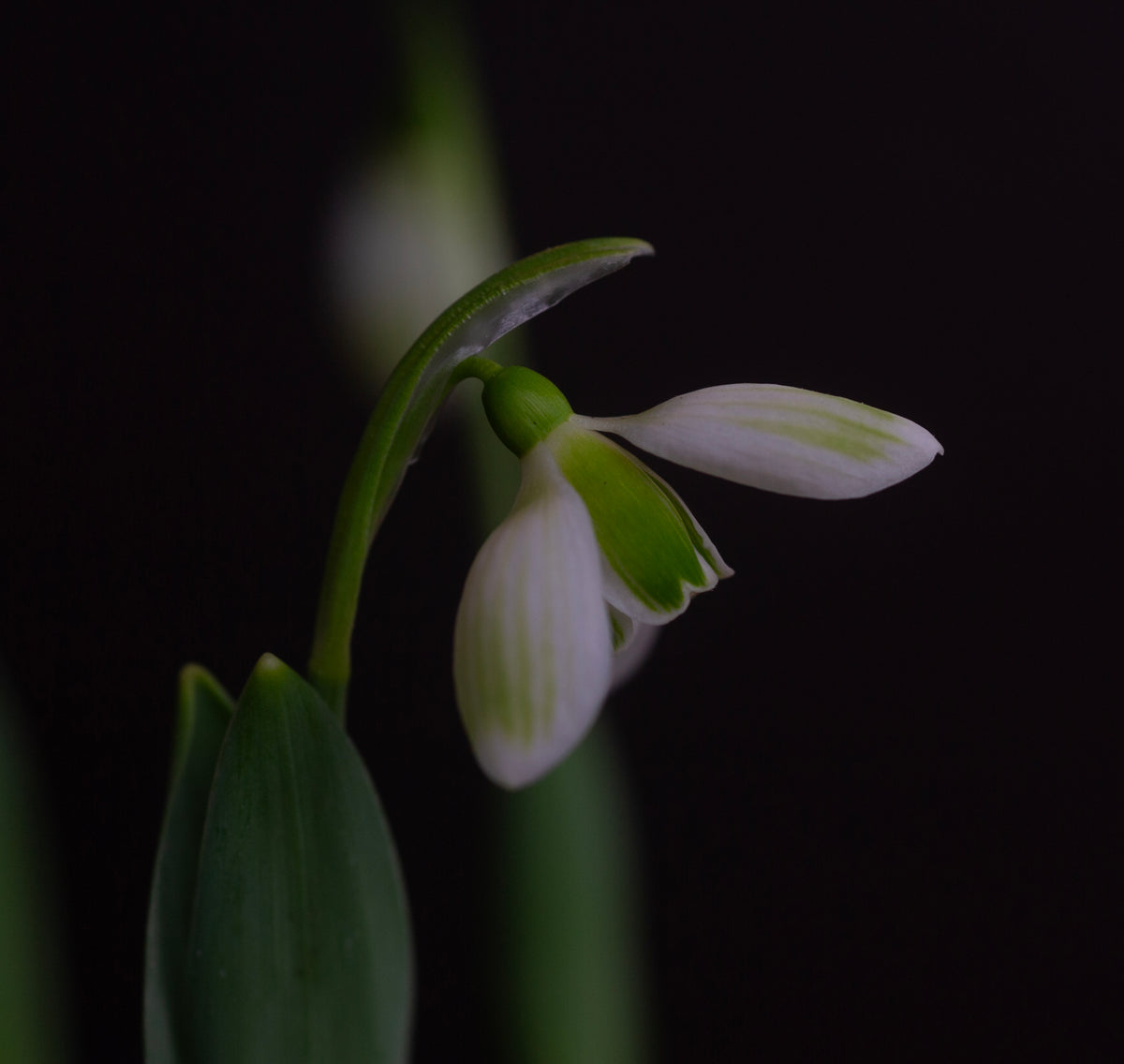Galanthus elwesii 'Claud Biddulph' snowdrop – photo 5