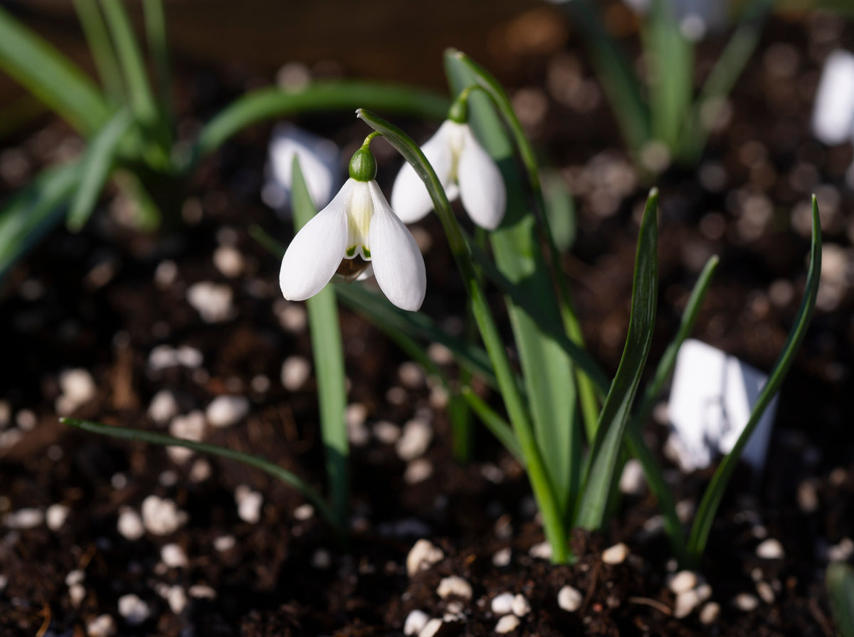 Galanthus 'Cliff Curtis' snowdrop – photo 2