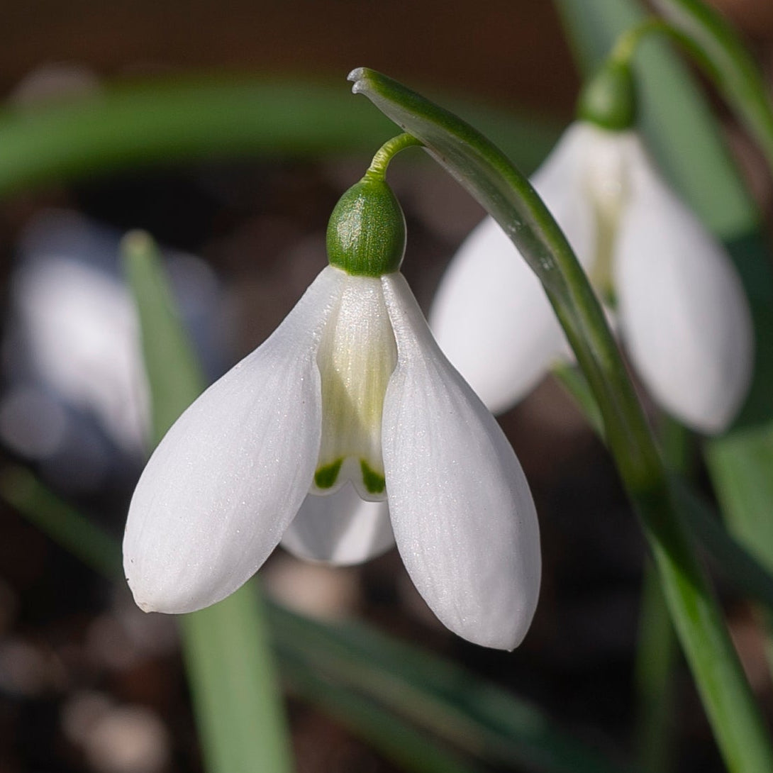 Galanthus 'Cliff Curtis' snowdrop flower