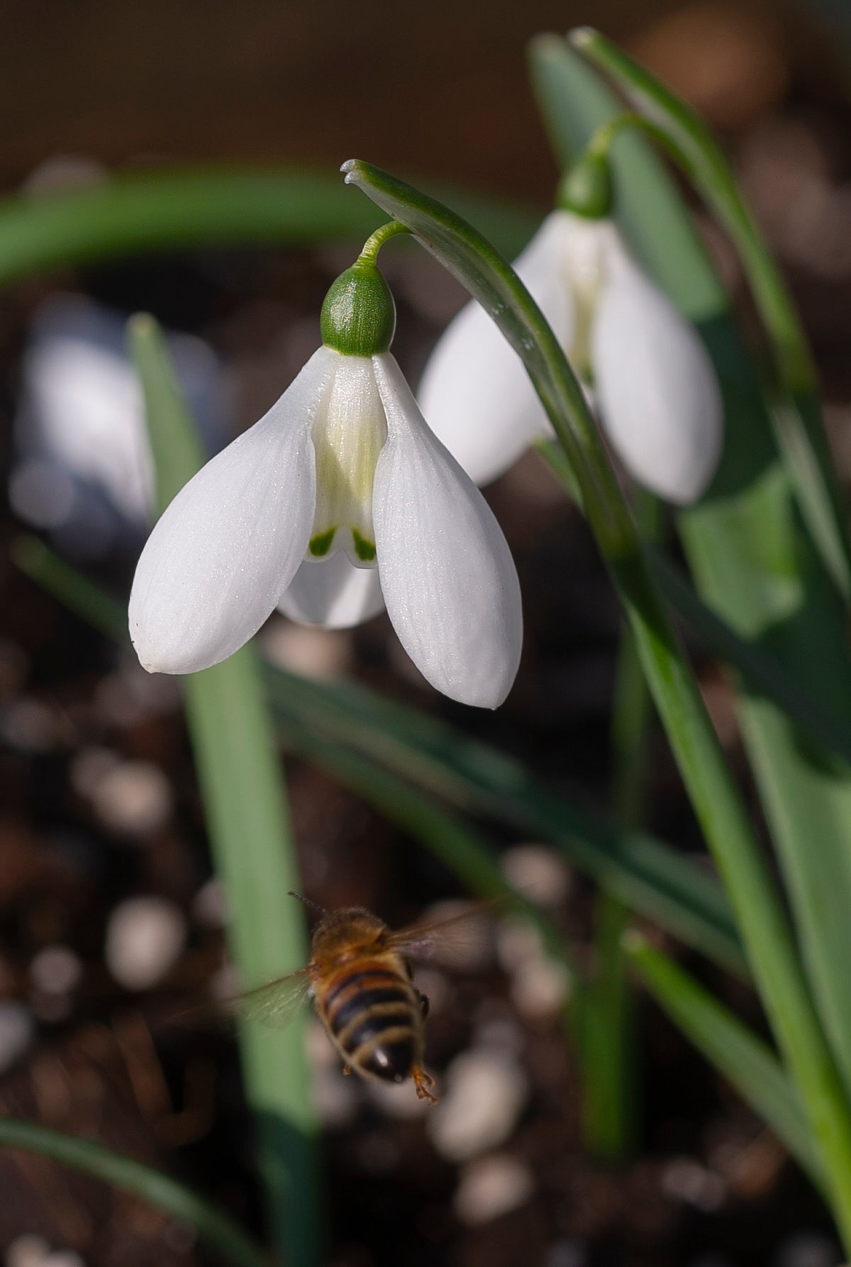 Galanthus 'Cliff Curtis' snowdrop – photo 3