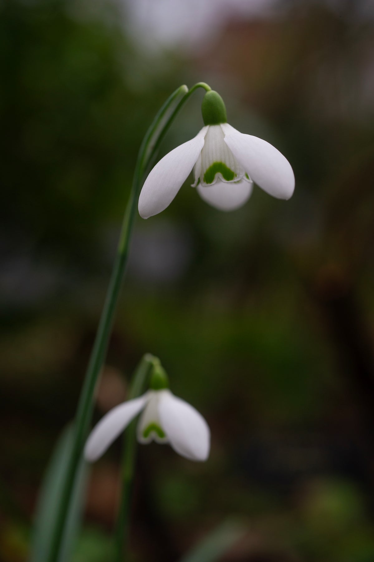 Galanthus x valentinei 'Compton Court' snowdrop – photo 4