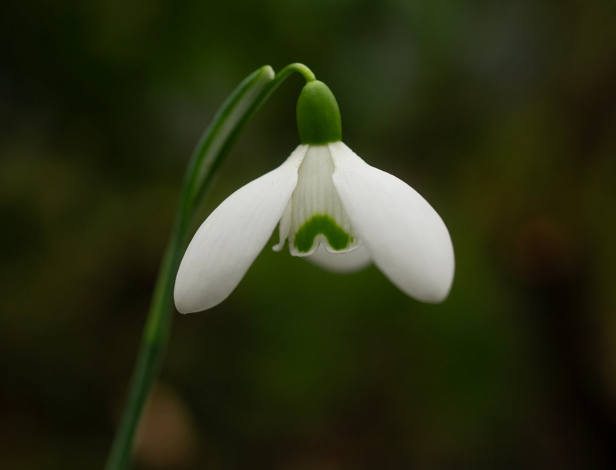 Galanthus x valentinei 'Compton Court' snowdrop – photo 5