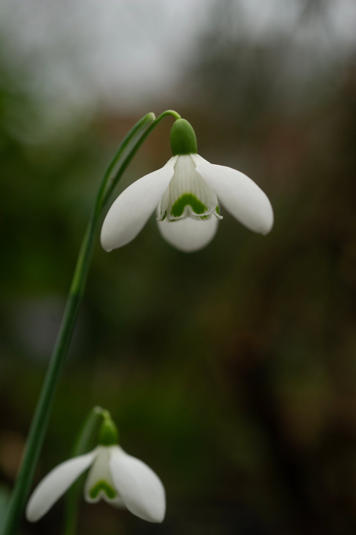 Galanthus x valentinei 'Compton Court' snowdrop – photo 6