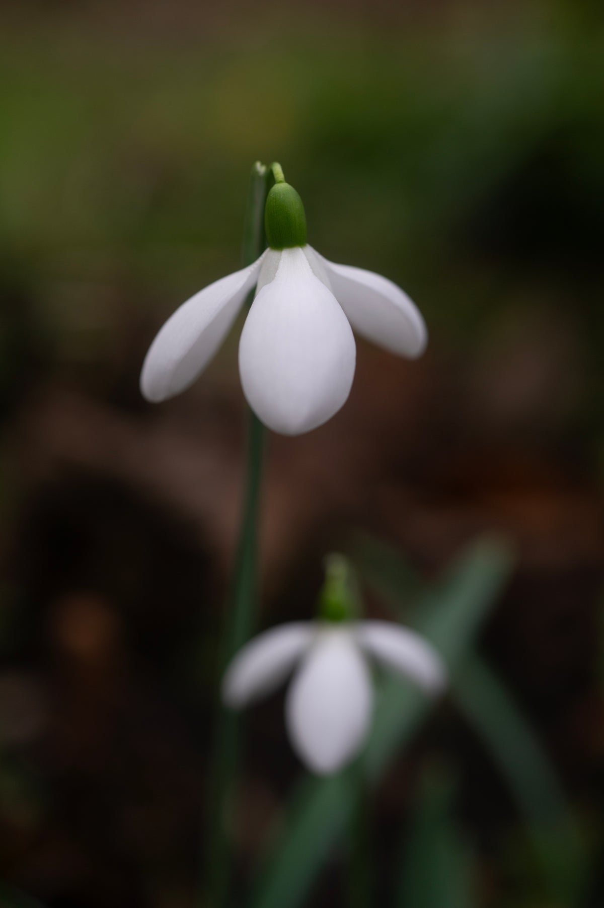 Galanthus x valentinei 'Compton Court' snowdrop – photo 7