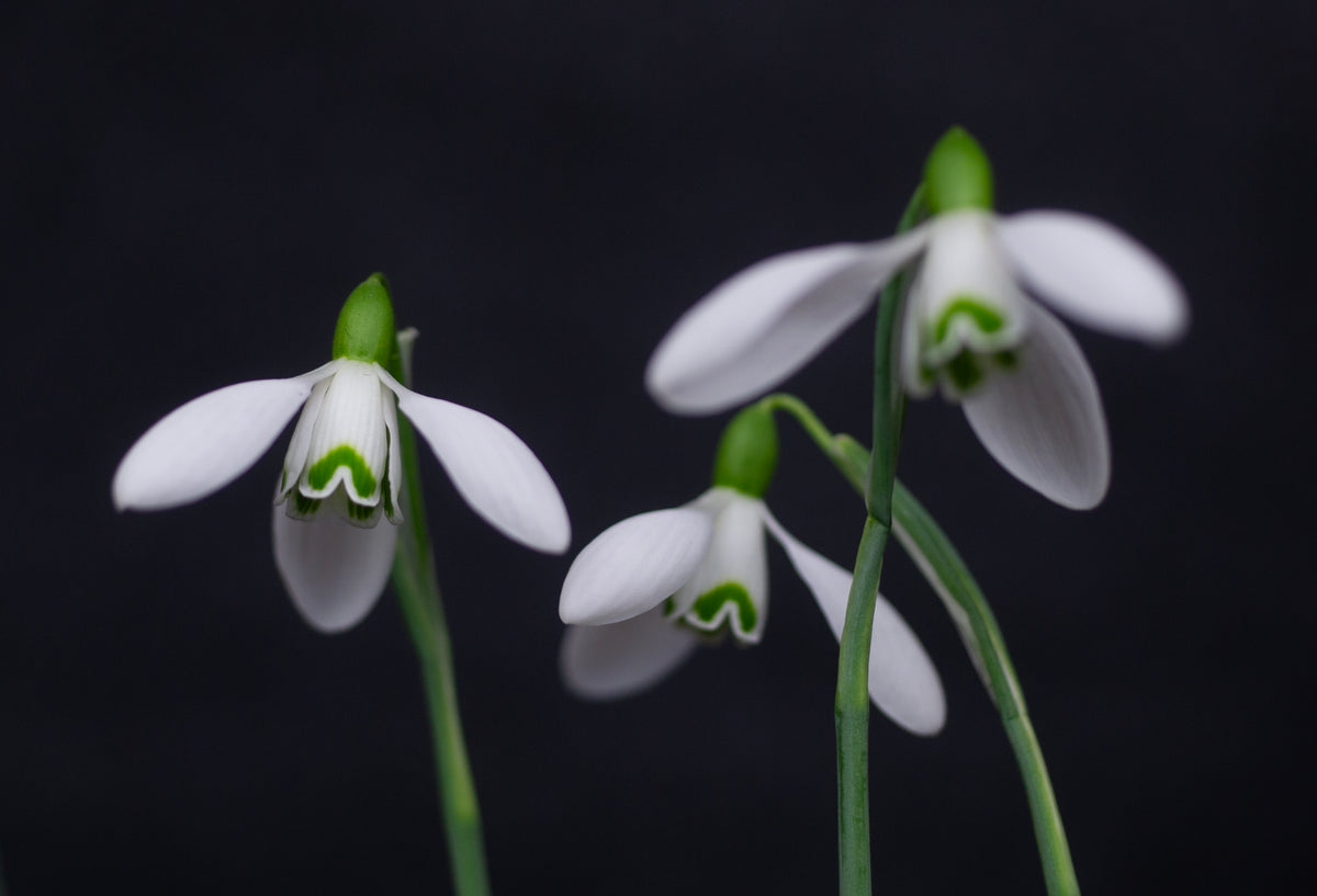 Galanthus x valentinei 'Compton Court' snowdrop – photo 2