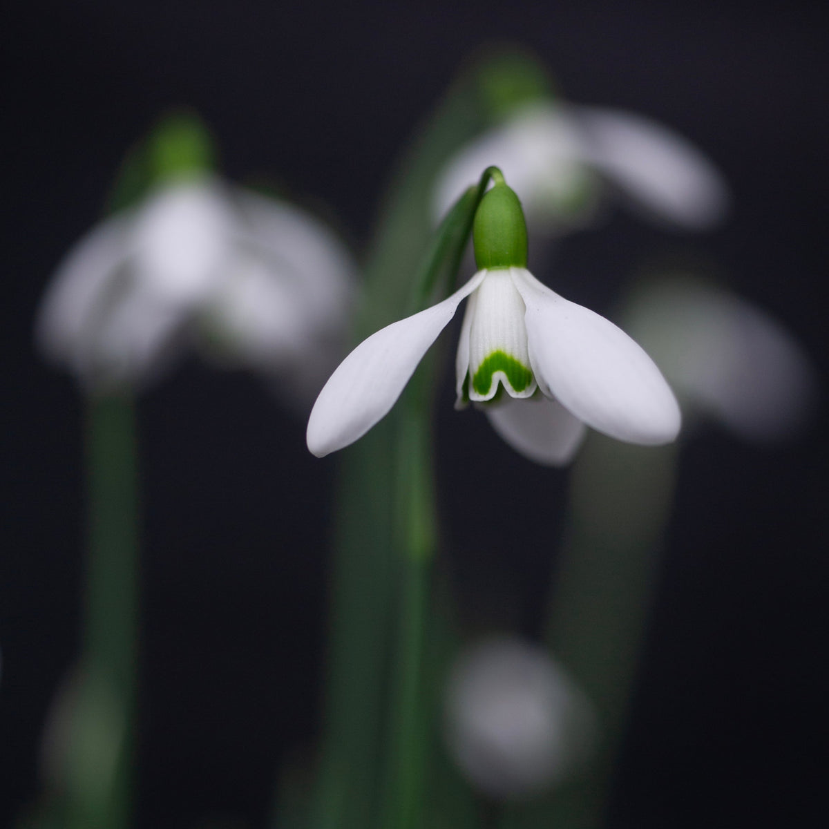Galanthus x valentinei 'Compton Court' snowdrop flower