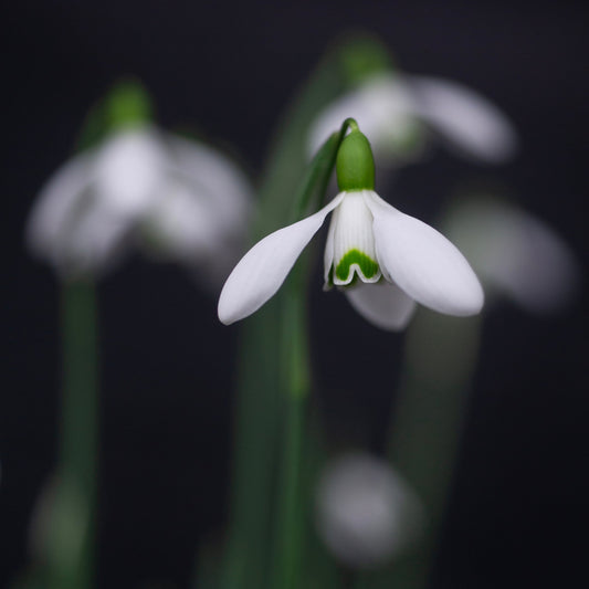 Galanthus x valentinei 'Compton Court' snowdrop flower