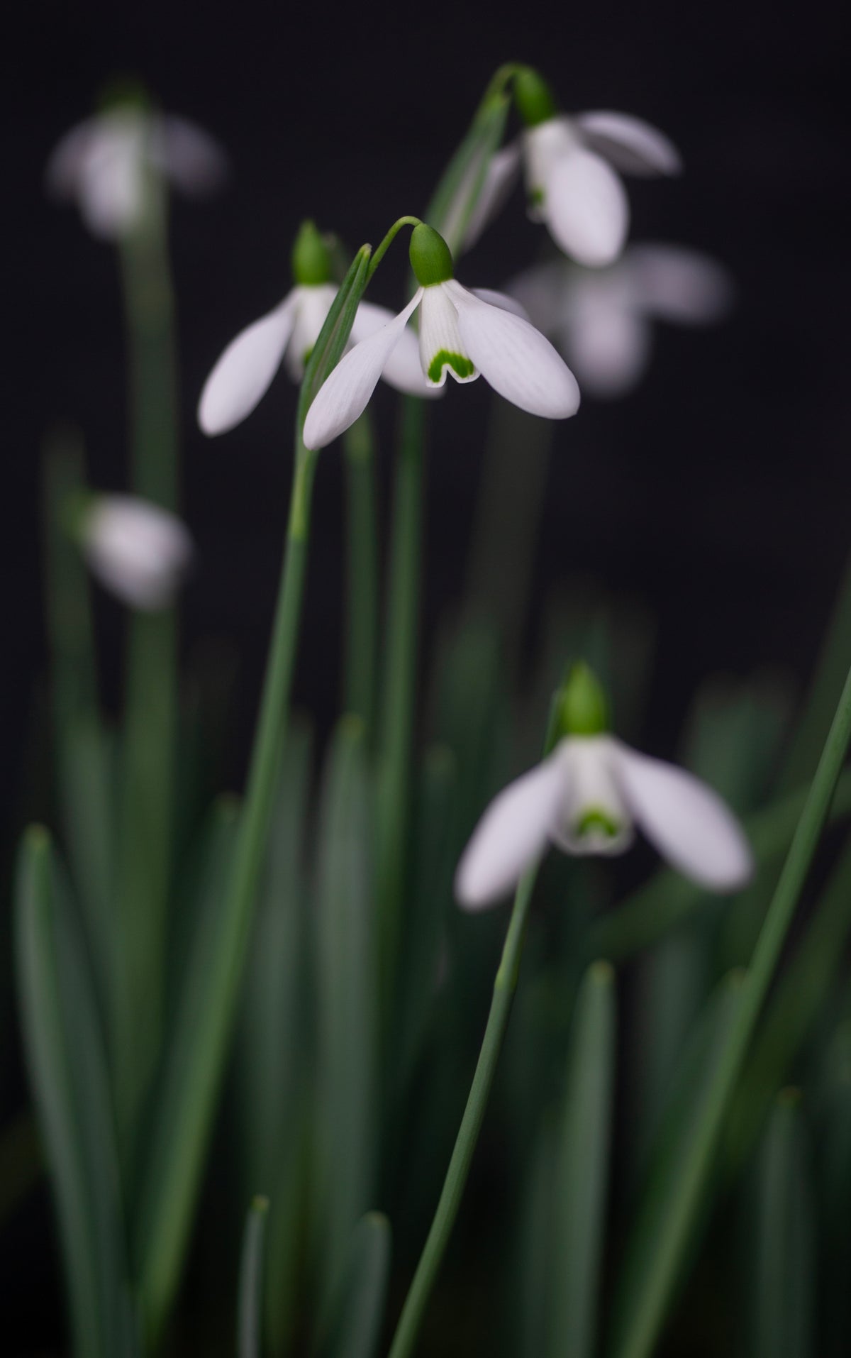 Galanthus x valentinei 'Compton Court' snowdrop – photo 3