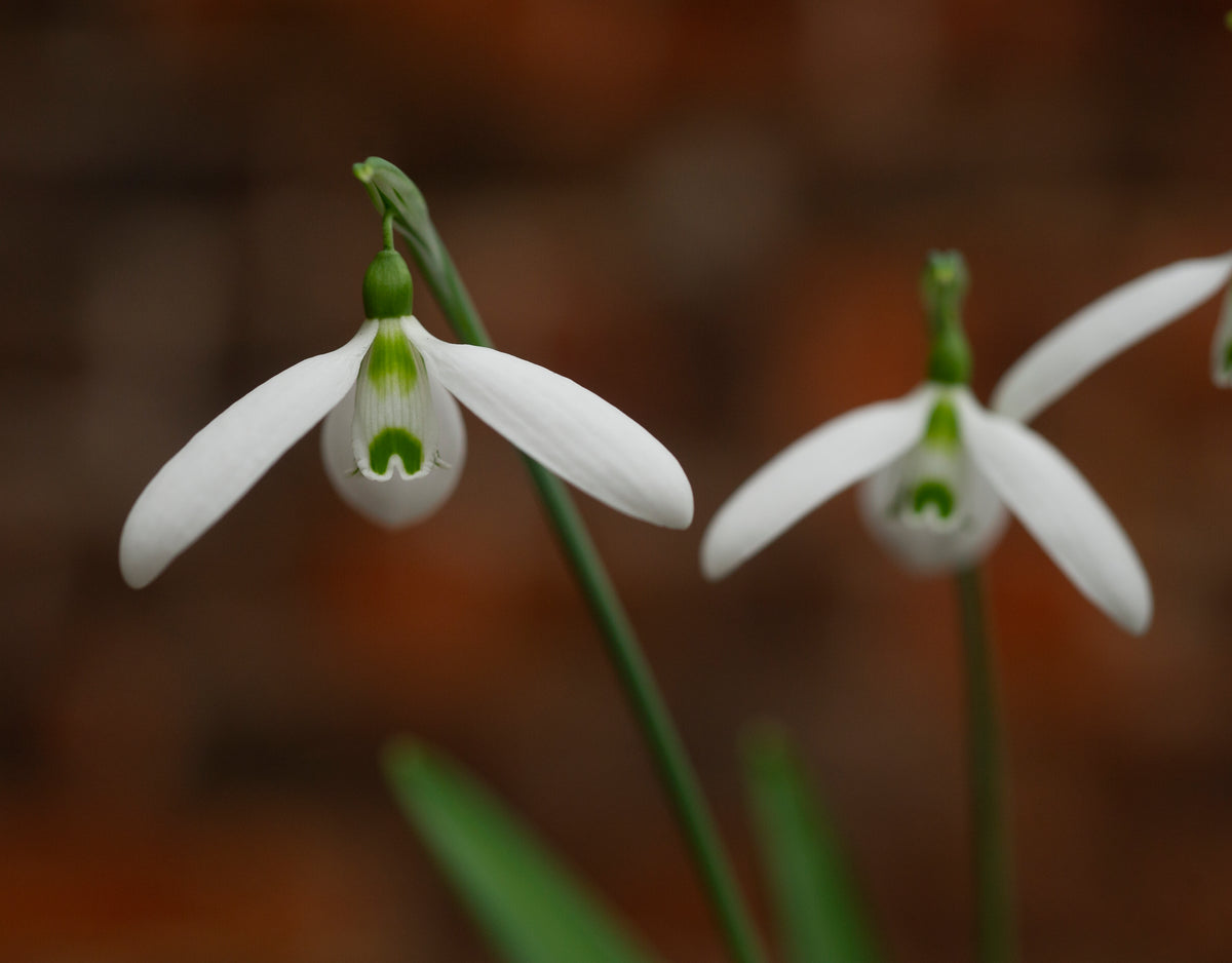 Galanthus 'Compu. Ted' snowdrop – photo 4