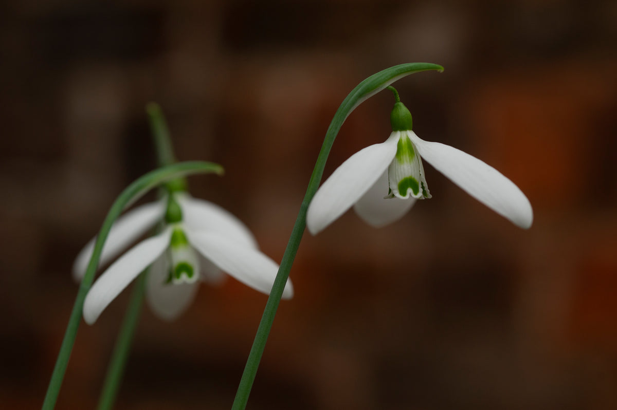 Galanthus 'Compu. Ted' snowdrop – photo 6