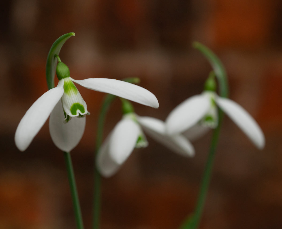 Galanthus 'Compu. Ted' snowdrop – photo 2