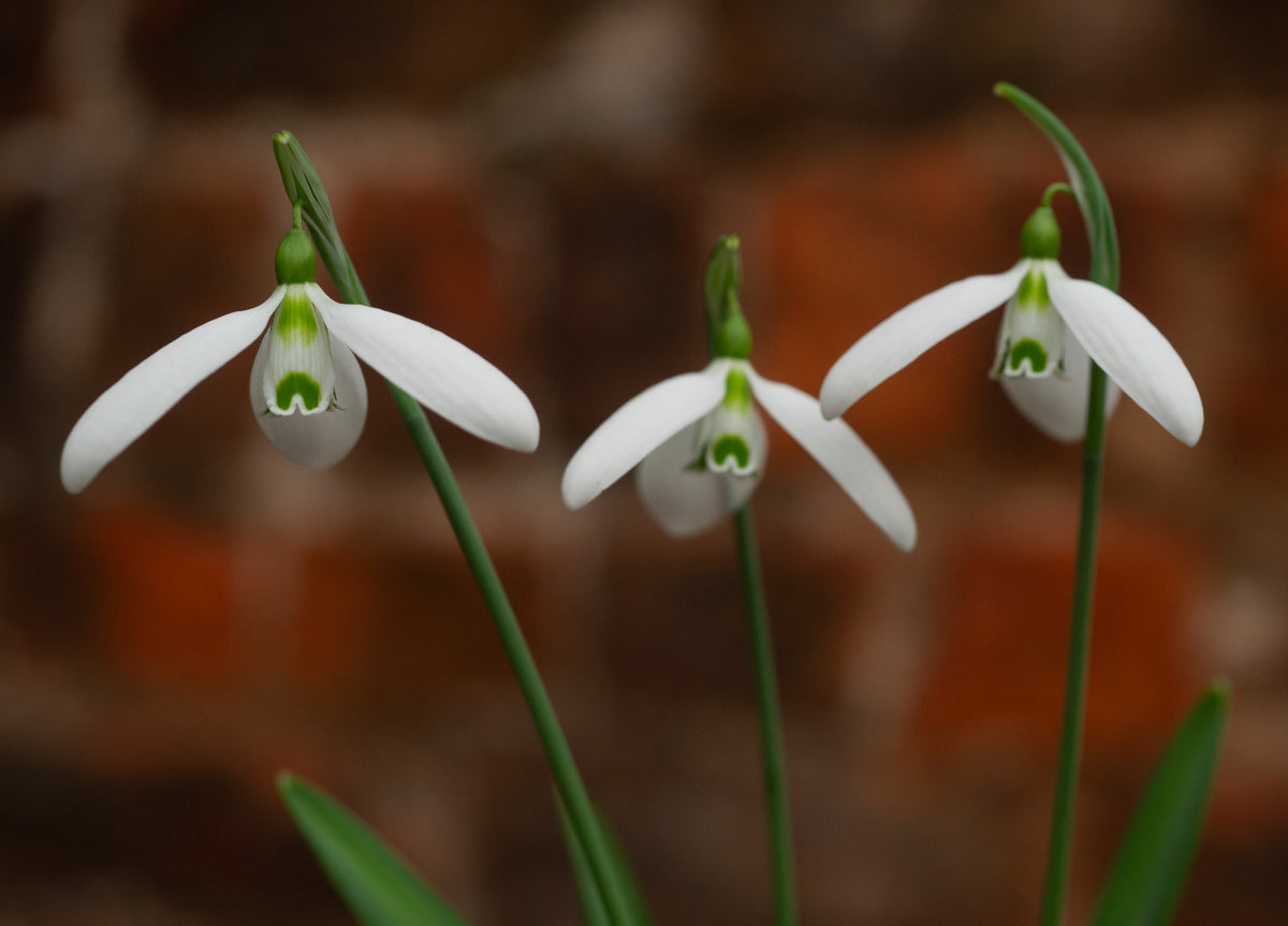 Galanthus 'Compu. Ted' snowdrop – photo 3