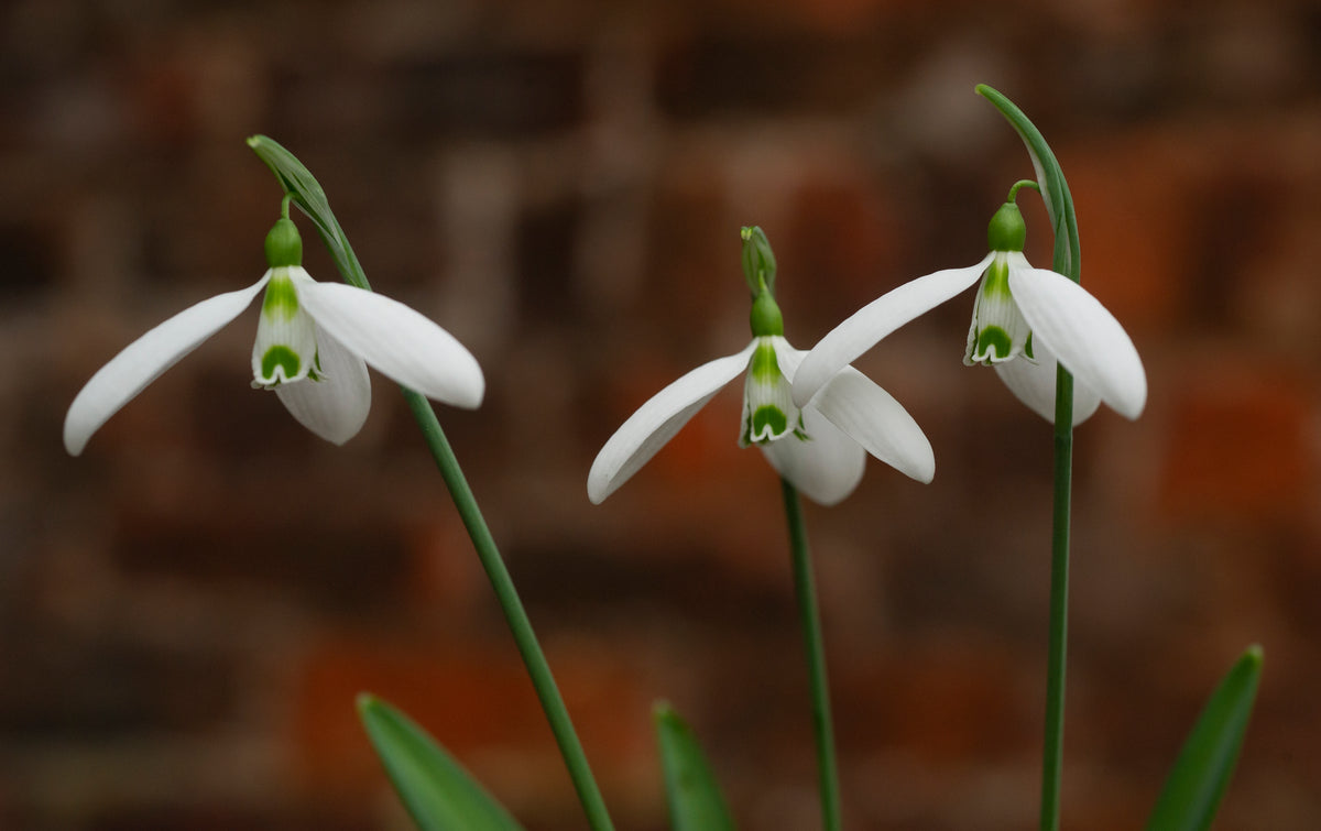 Galanthus 'Compu. Ted' snowdrop – photo 8
