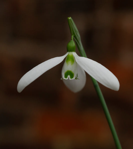 Galanthus 'Compu. Ted' snowdrop flower