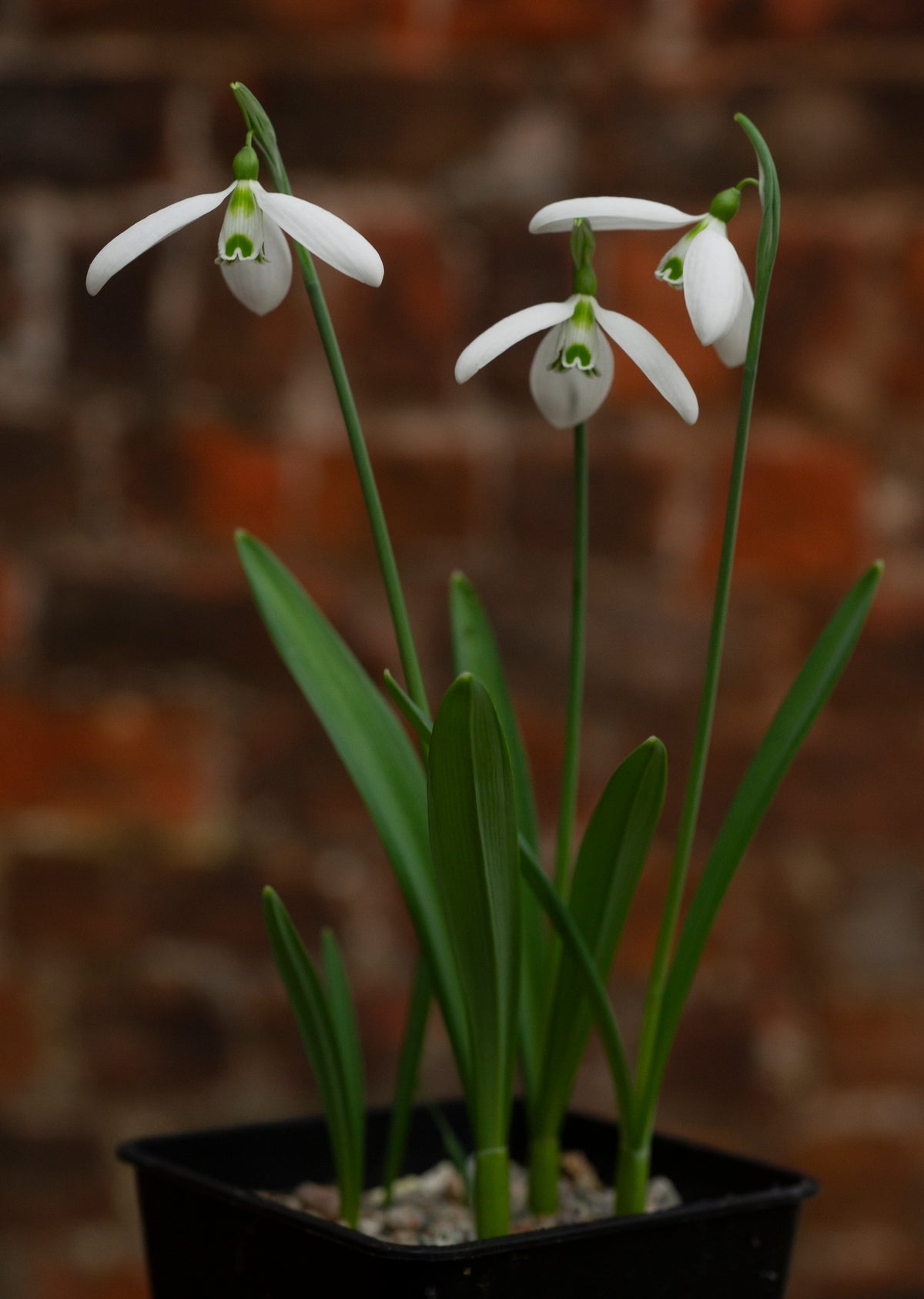 Galanthus 'Compu. Ted' snowdrop – photo 7