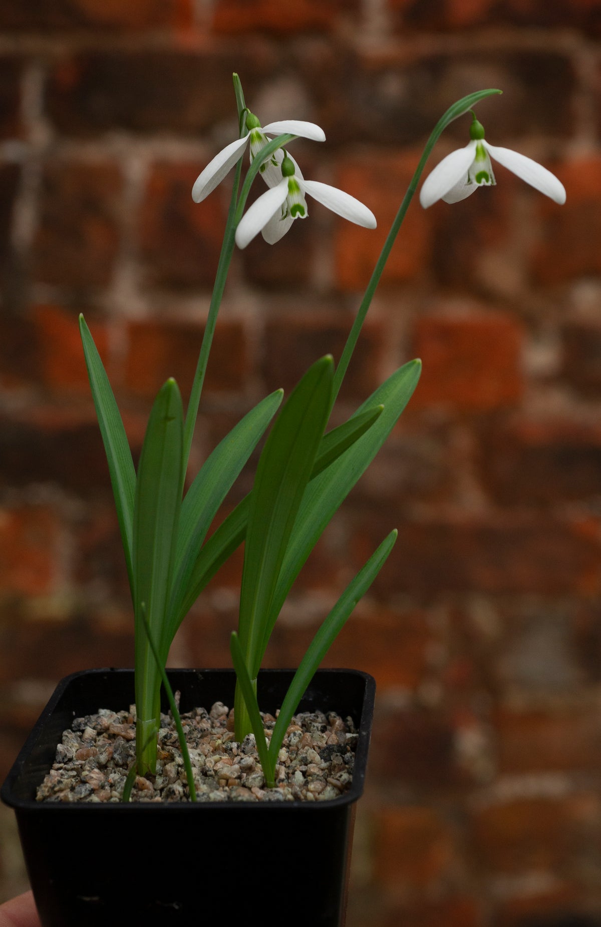 Galanthus 'Compu. Ted' snowdrop – photo 5
