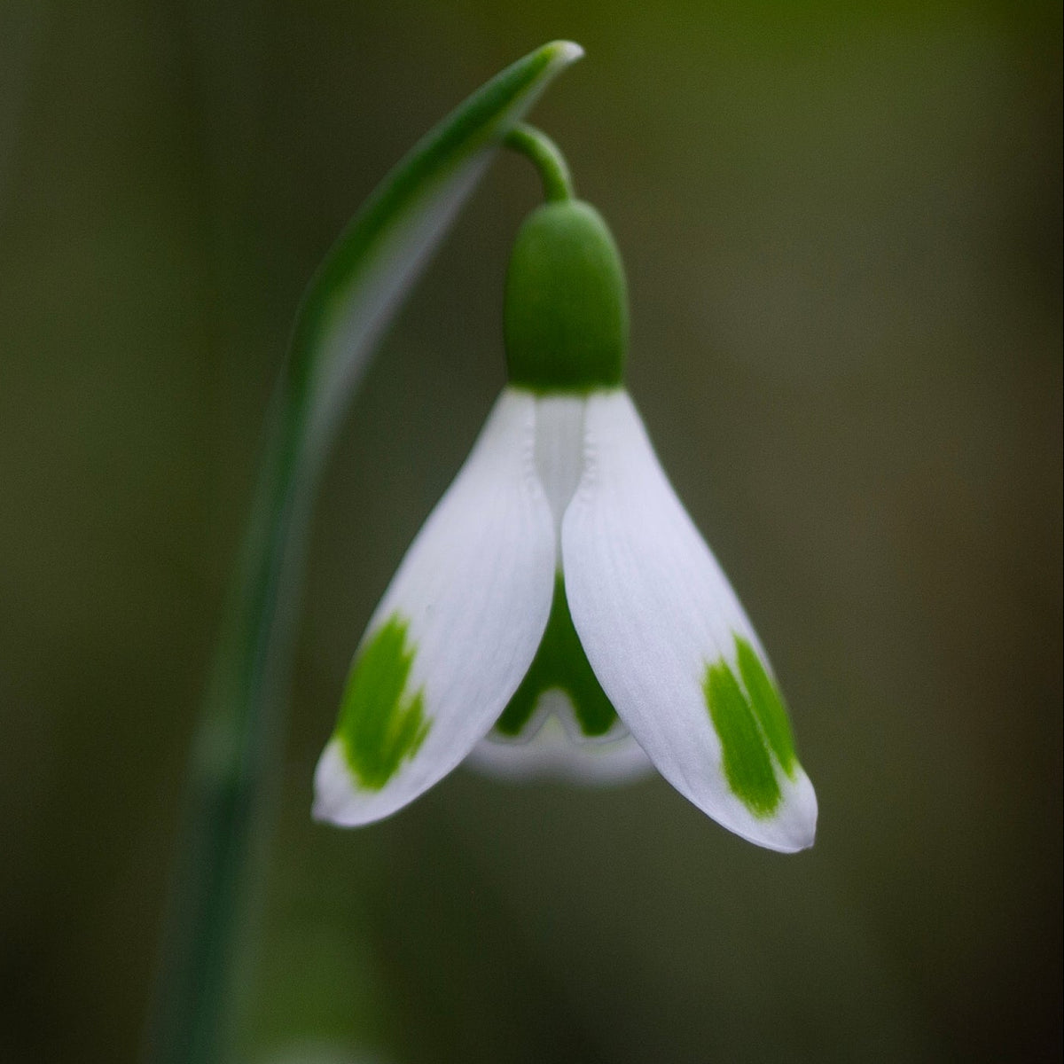 Galanthus 'Copton Trym' snowdrop flower