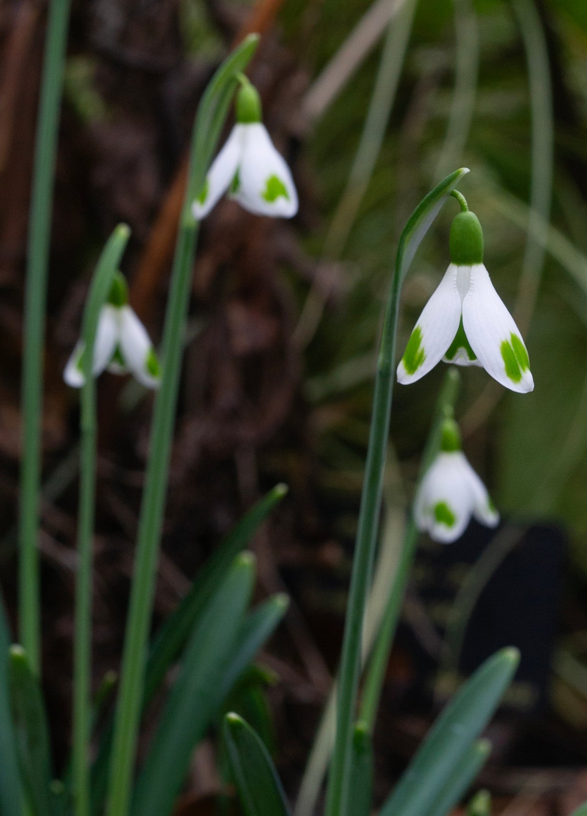 Galanthus 'Copton Trym' snowdrop – photo 3