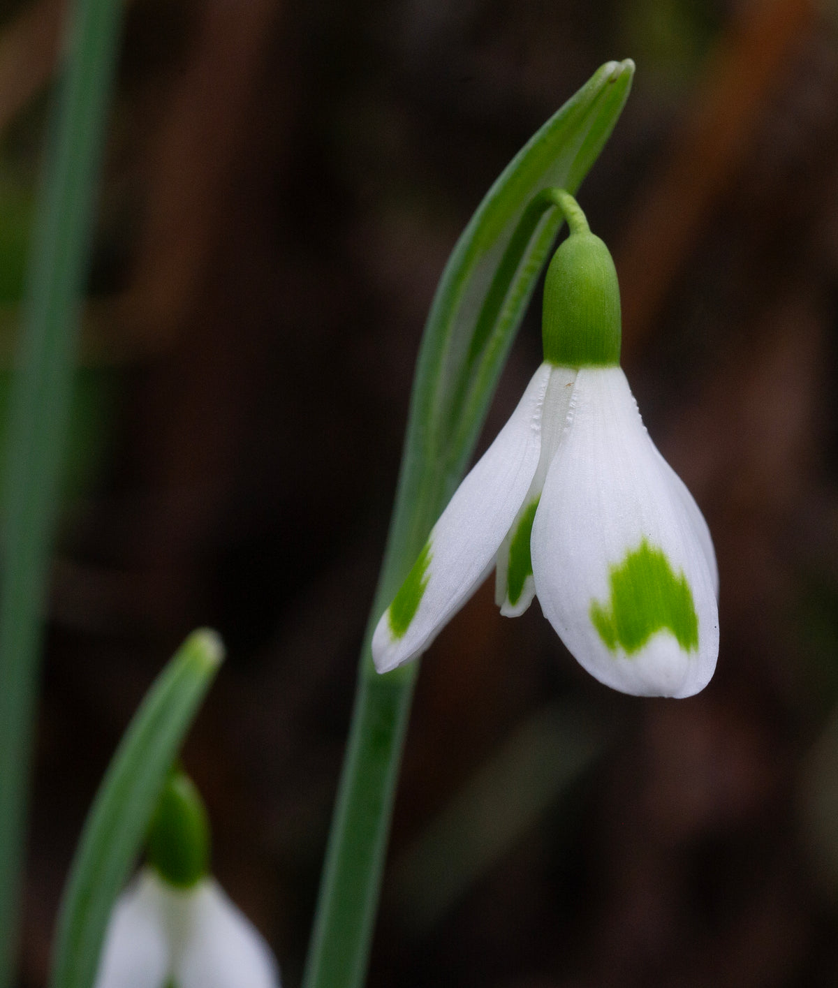 Galanthus 'Copton Trym' snowdrop – photo 2