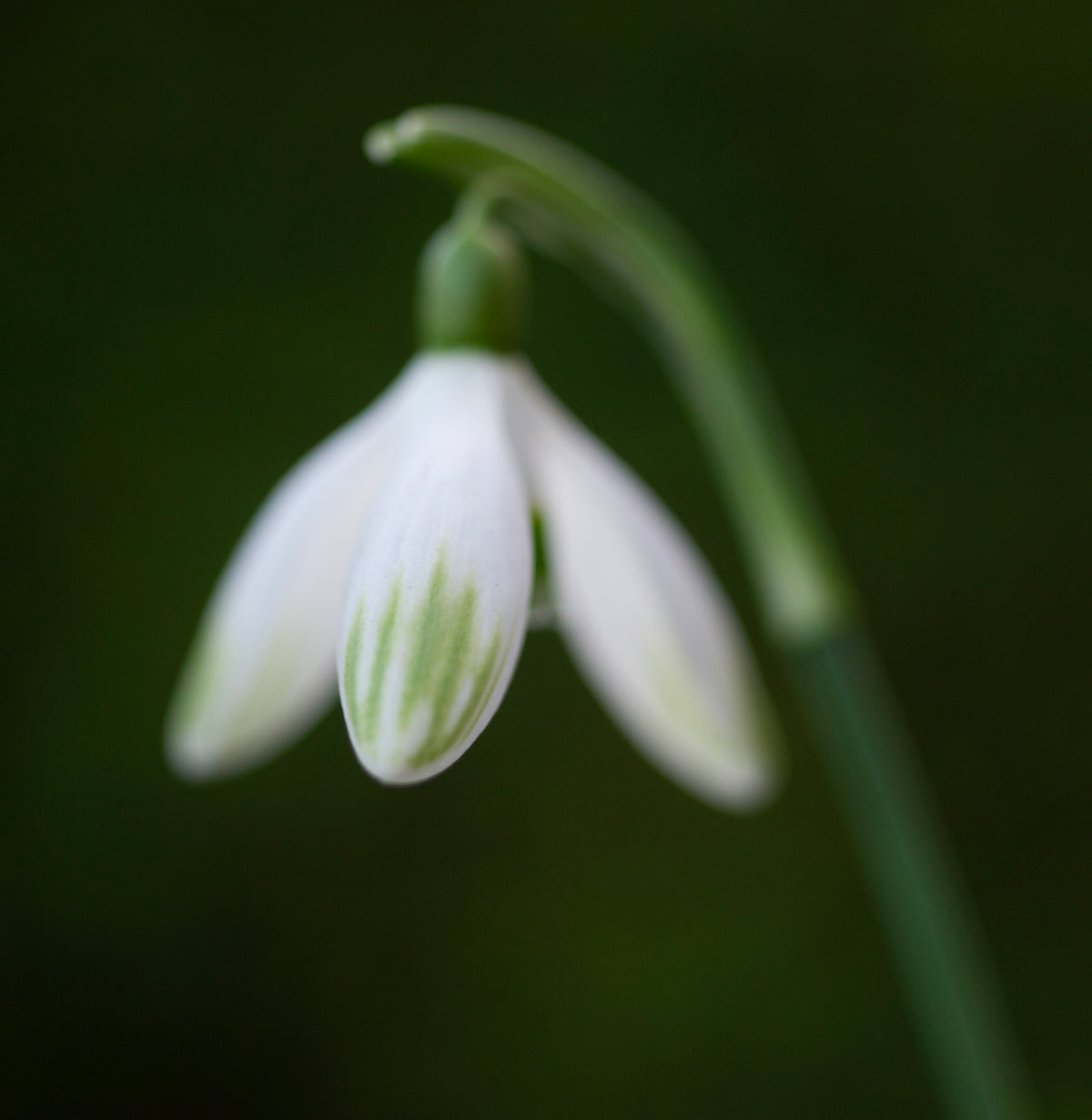 Galanthus nivalis 'Cornwood' snowdrop – photo 4