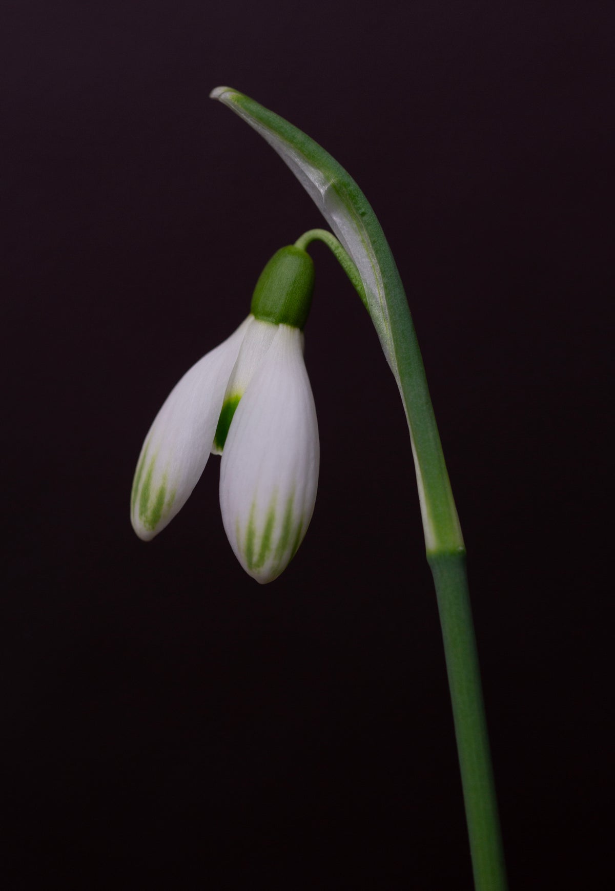 Galanthus nivalis 'Cornwood' snowdrop – photo 5
