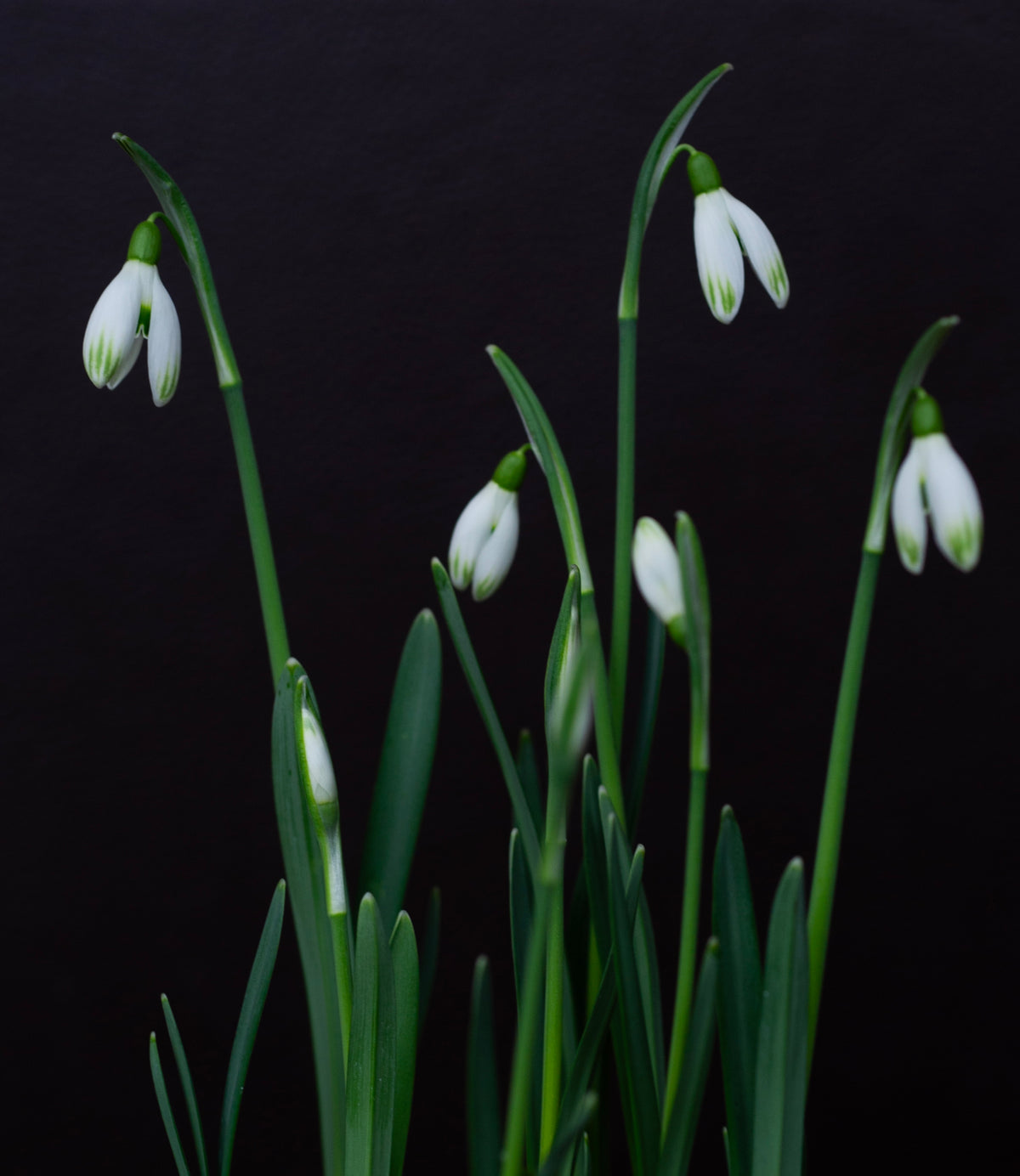 Galanthus nivalis 'Cornwood' snowdrop – photo 7
