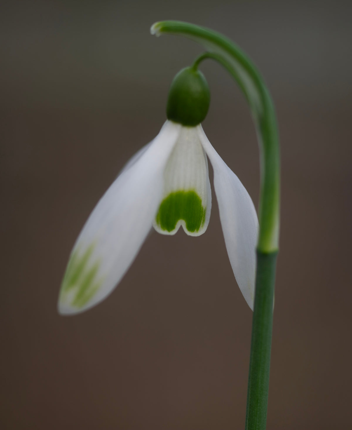 Galanthus nivalis 'Cornwood' snowdrop – photo 9