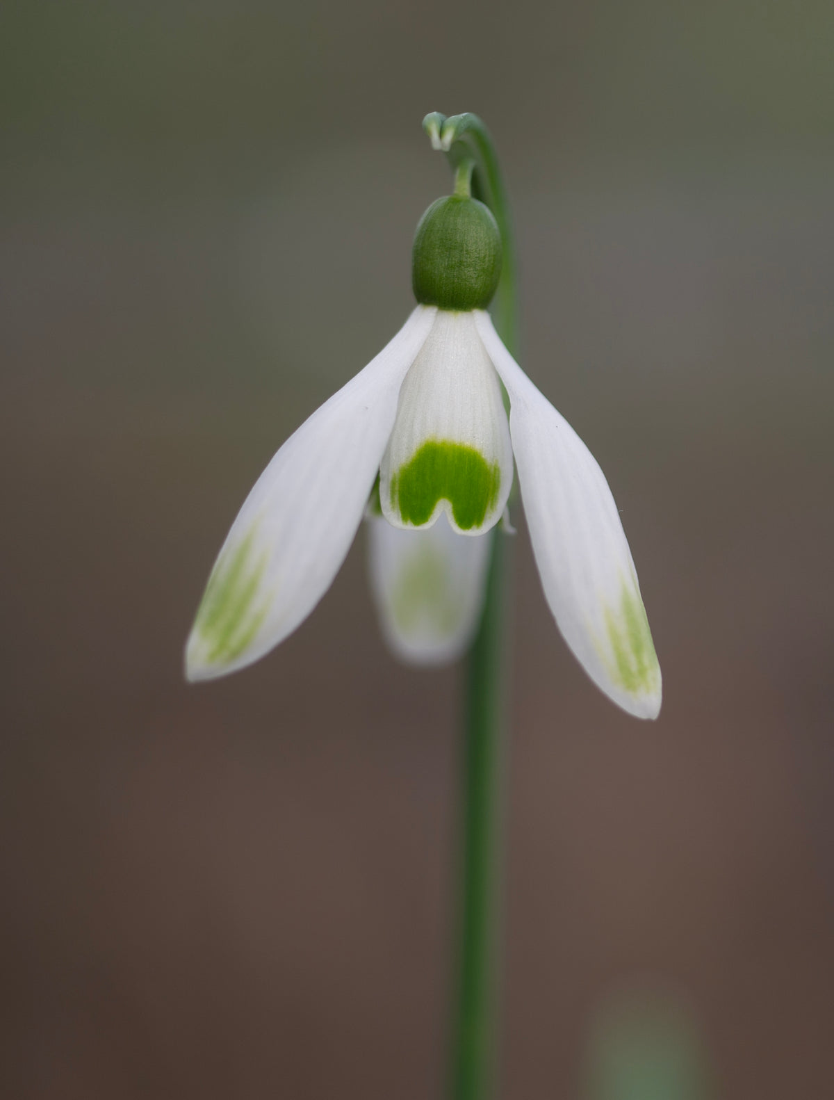 Galanthus nivalis 'Cornwood' snowdrop – photo 10