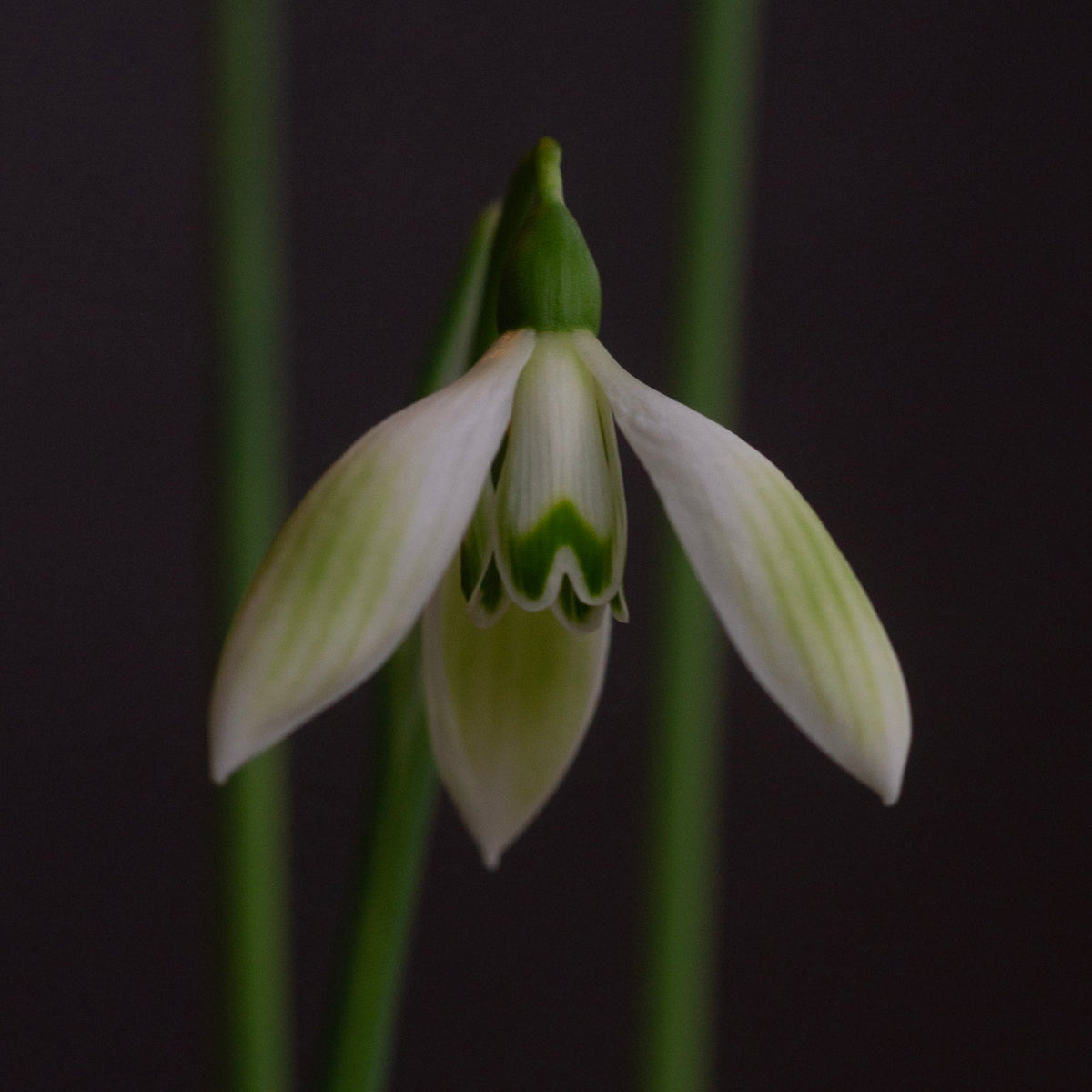 Galanthus 'Cowhouse Green' snowdrop flower