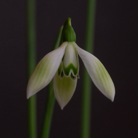 Galanthus 'Cowhouse Green' snowdrop flower