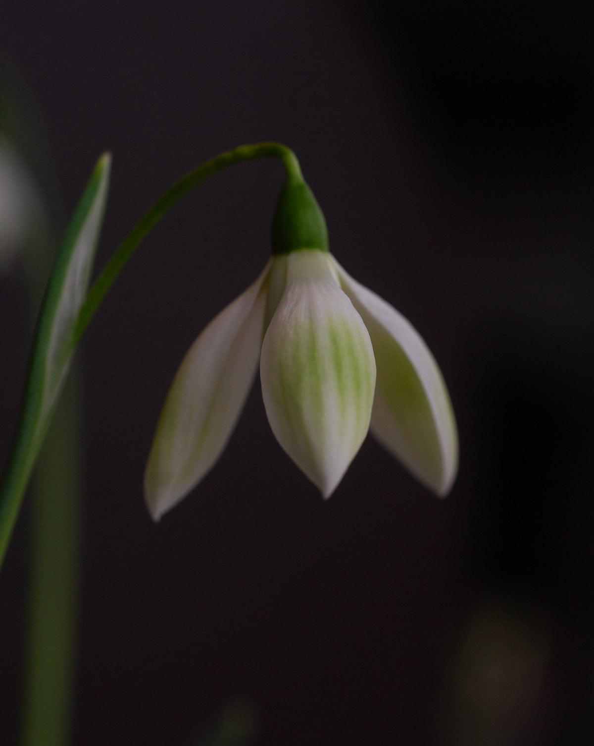 Galanthus 'Cowhouse Green' snowdrop – photo 2