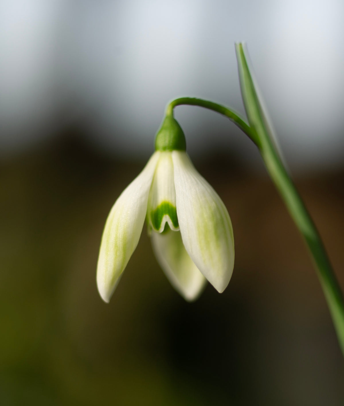 Galanthus 'Cowhouse Green' snowdrop – photo 3