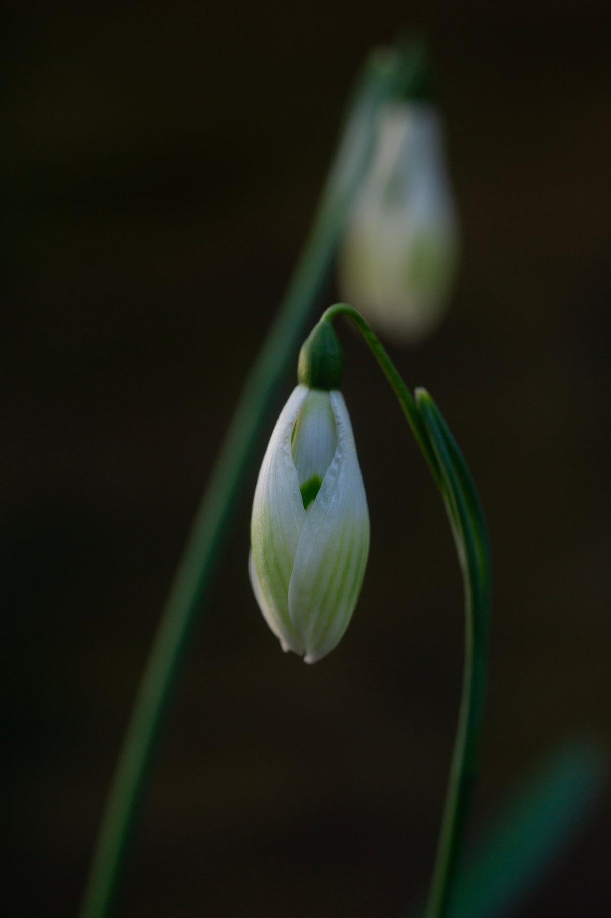 Galanthus 'Cowhouse Green' snowdrop – photo 5