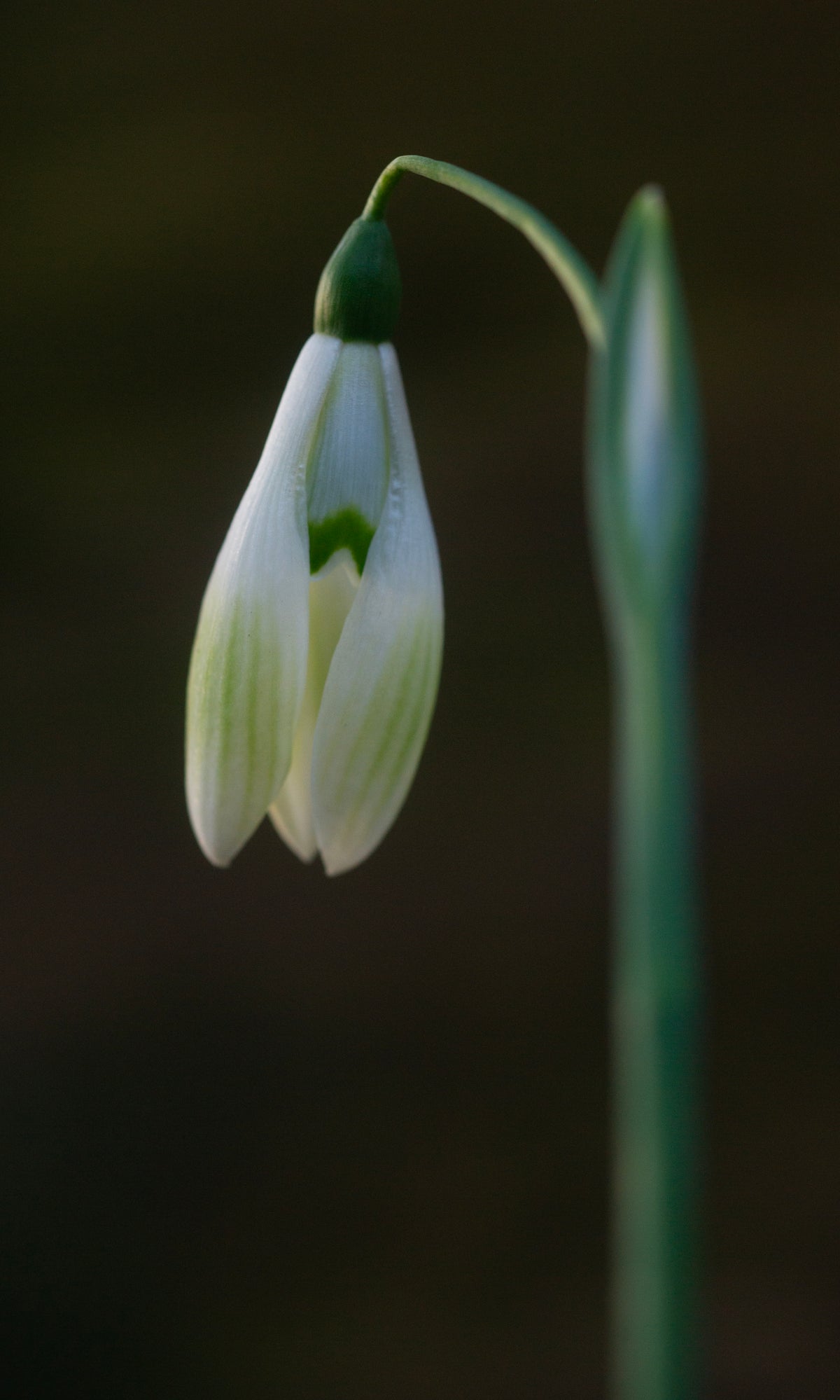 Galanthus 'Cowhouse Green' snowdrop – photo 6