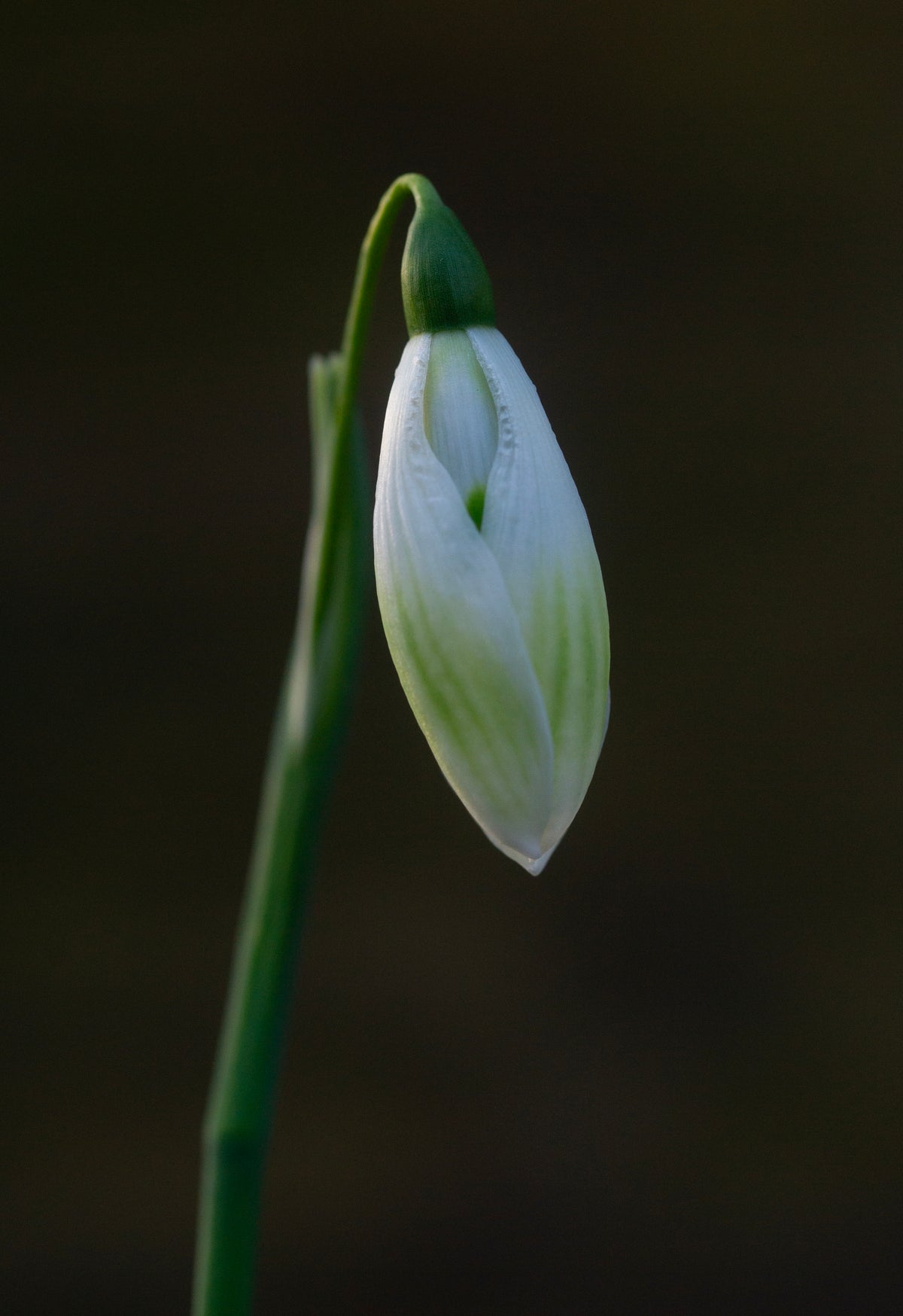 Galanthus 'Cowhouse Green' snowdrop – photo 8