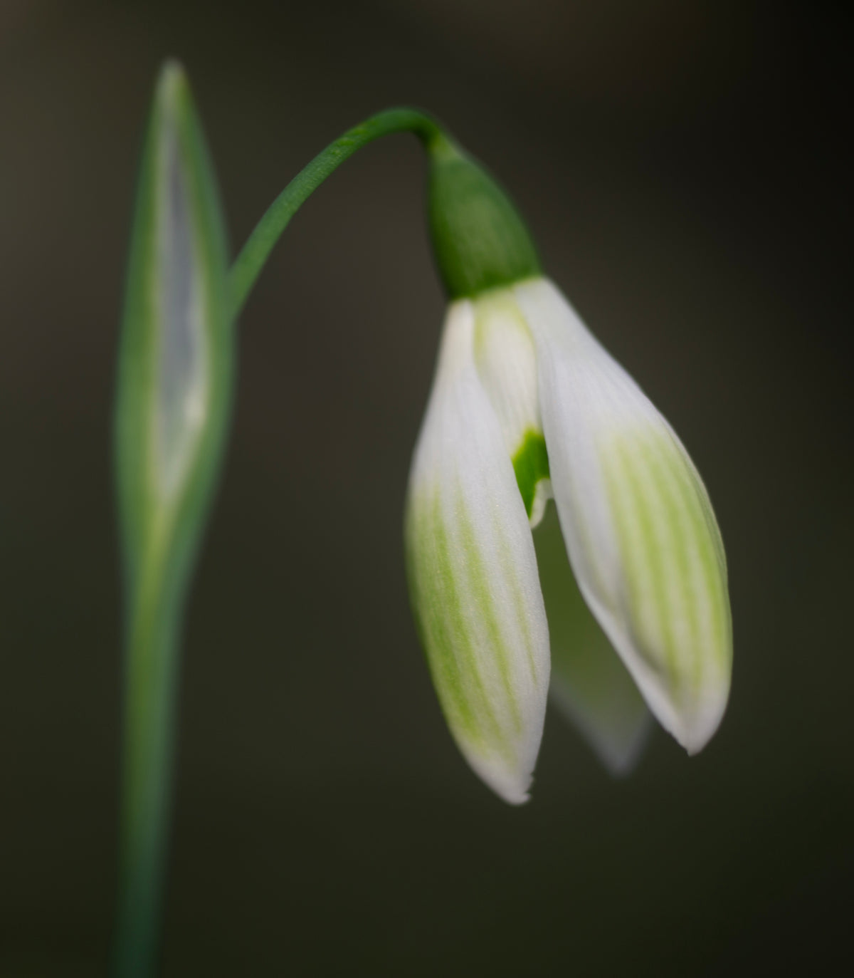 Galanthus 'Cowhouse Green' snowdrop – photo 9