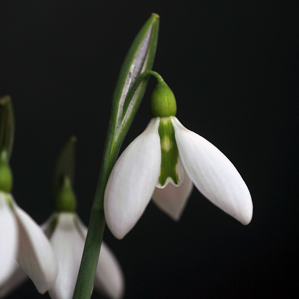 Galanthus 'Cyclops' snowdrop – photo 3