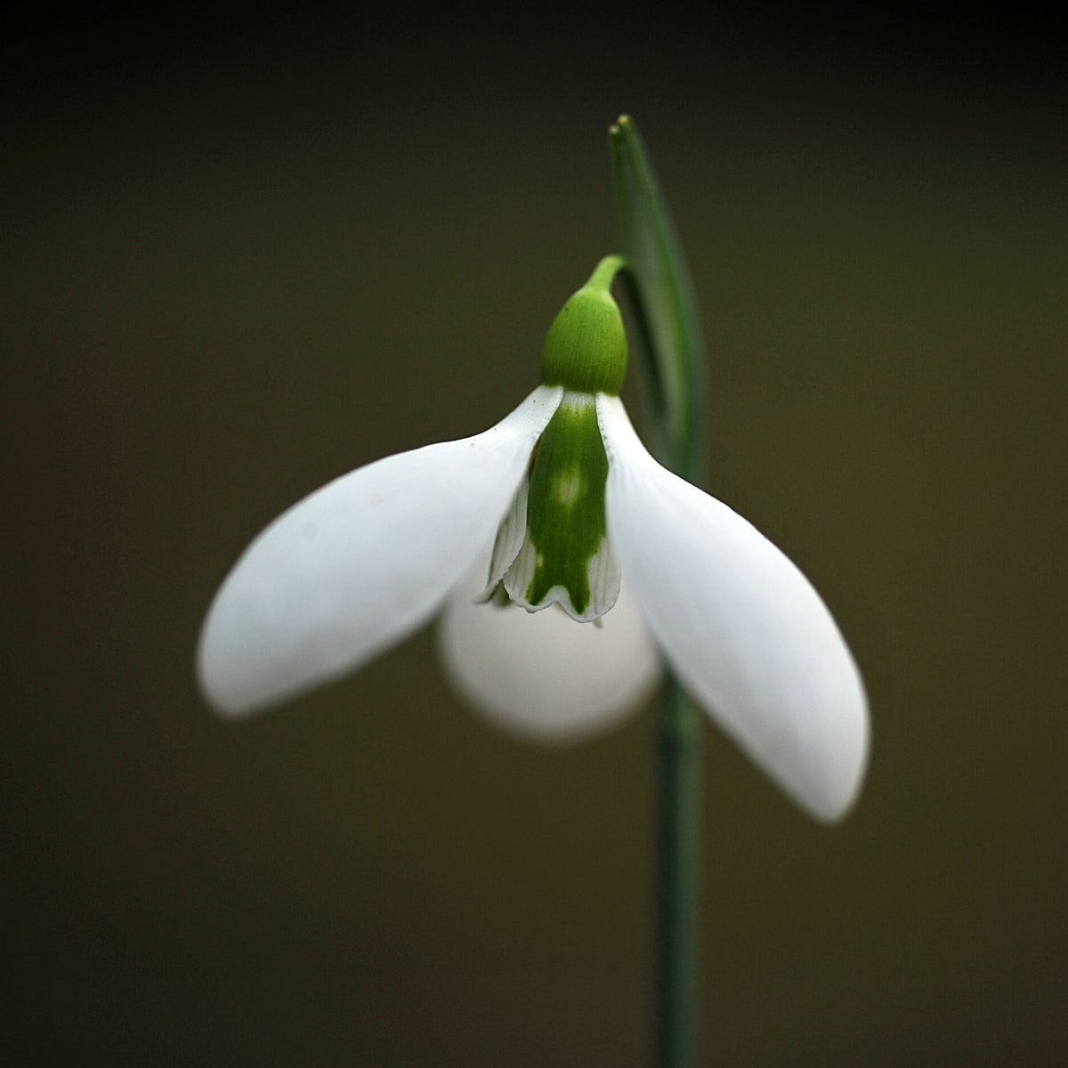 Galanthus 'Cyclops' snowdrop – photo 4