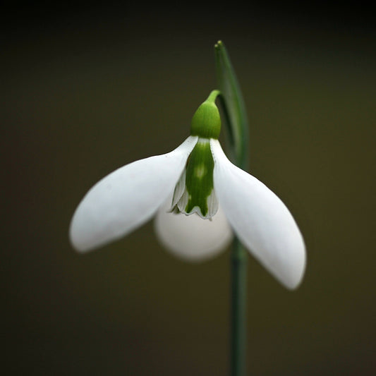 Galanthus 'Cyclops' snowdrop – photo 4