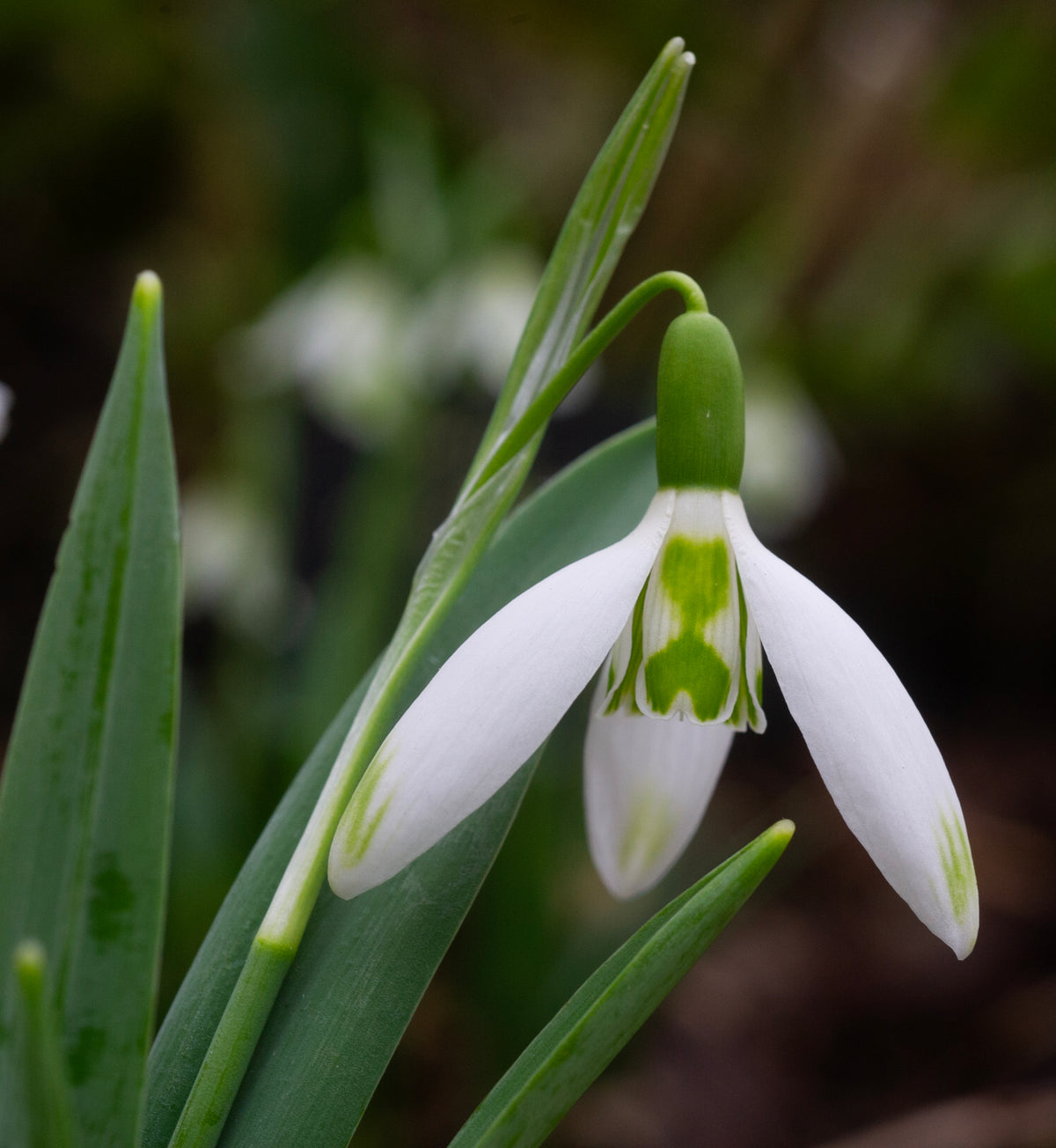 Galanthus elwesii 'Daphne's Scissors' snowdrop – photo 2