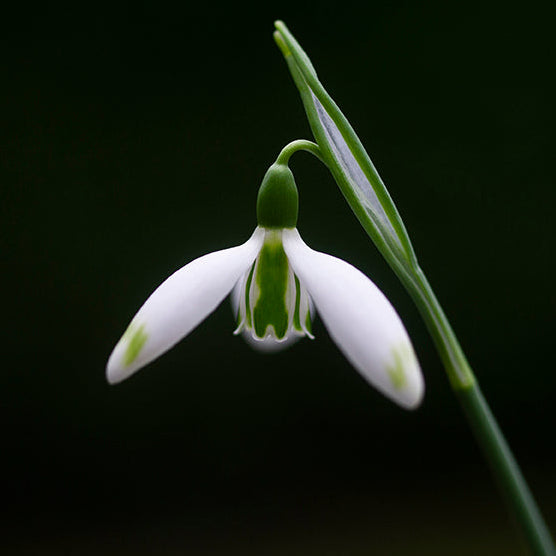 Galanthus elwesii 'Daphne's Scissors' snowdrop flower