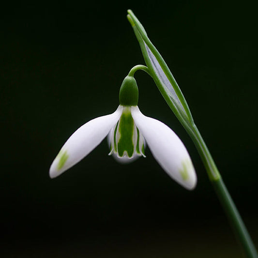 Galanthus elwesii 'Daphne's Scissors' snowdrop flower
